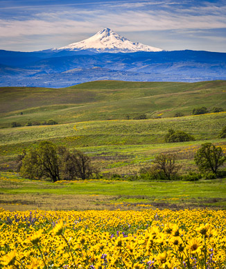 Columbia Hills State Park Wildflowers
