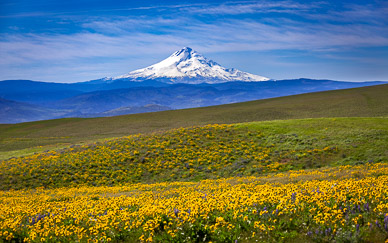 Columbia Hills State Park Wildflowers