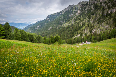 Wildflowers above Hütte Kasserill-Alm