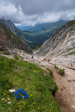 Wildflowers at top of Roda de Pütina trail (Col Peitlerscharte)
