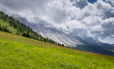 Wildflowers, Funes Crest in clouds