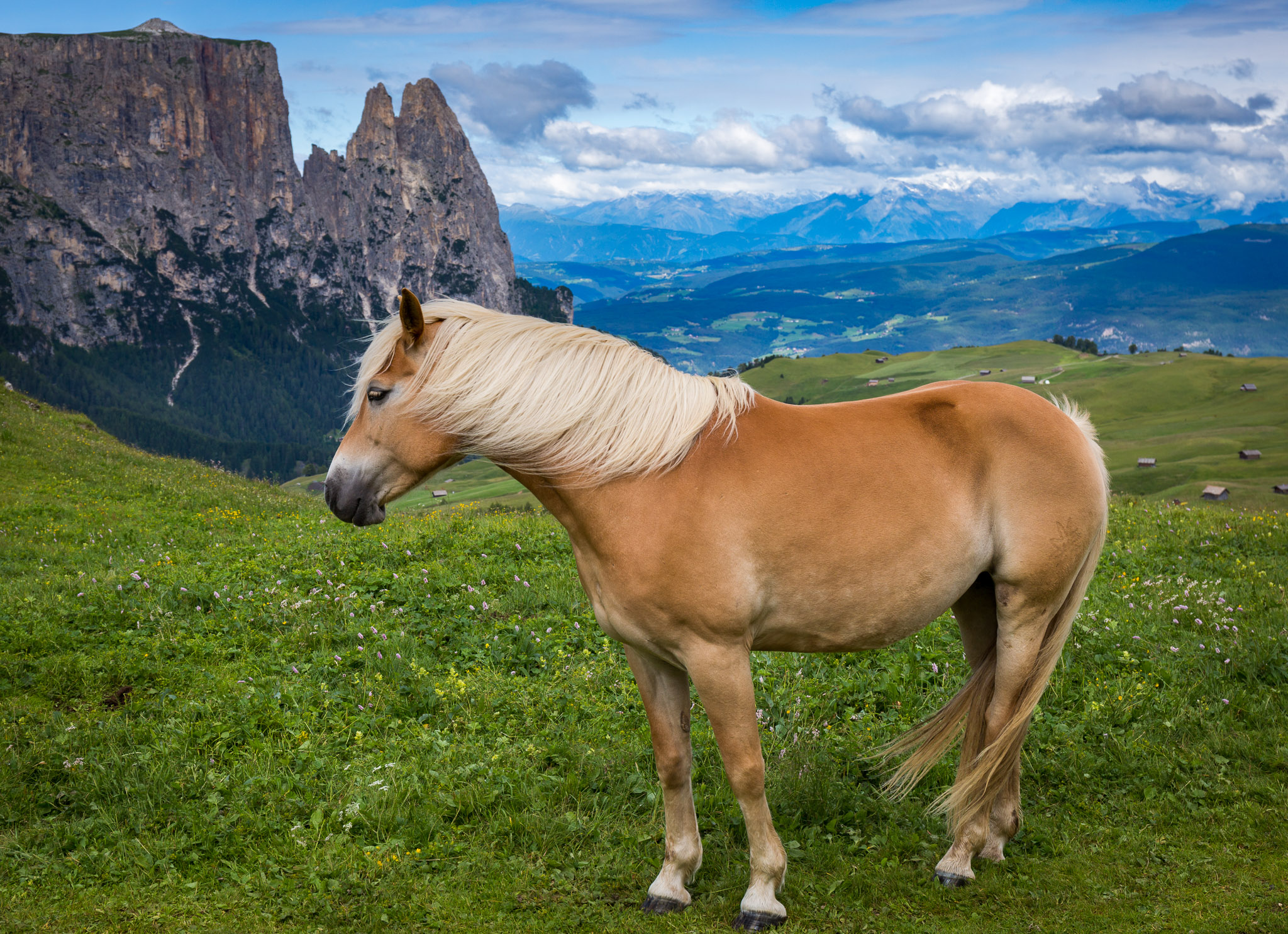 Alpe di Siusi livestock