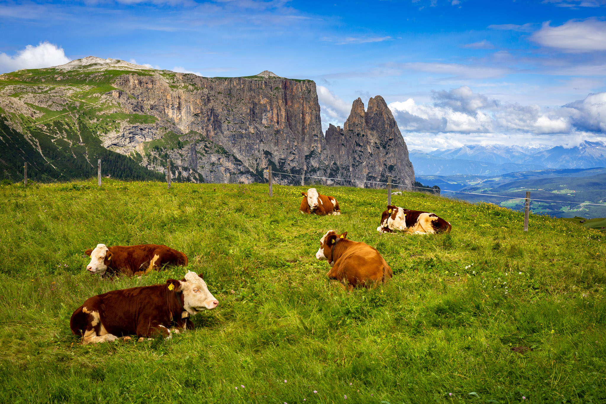 Alpe di Siusi livestock