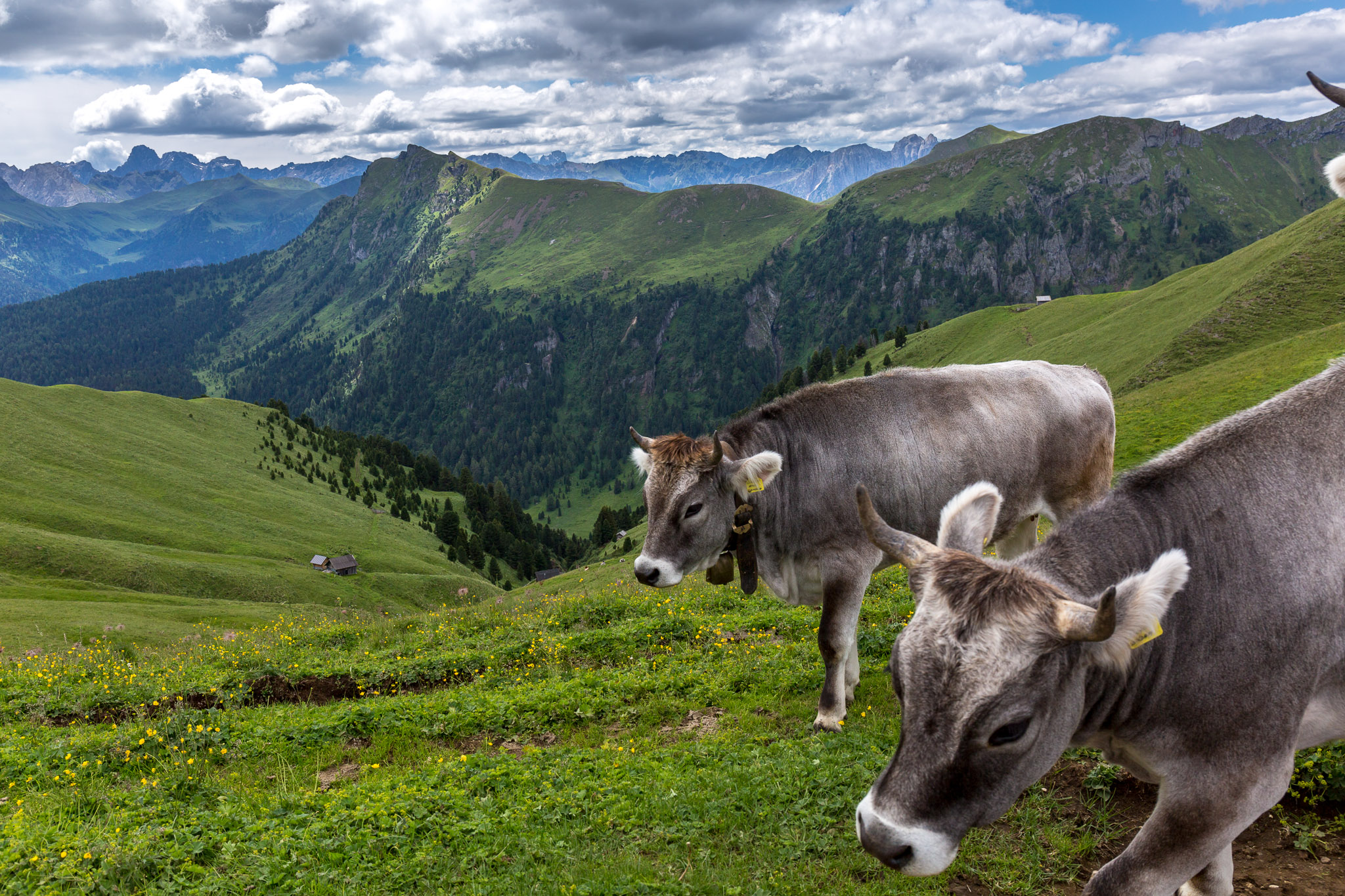 Livestock high in Alpe di Siusi