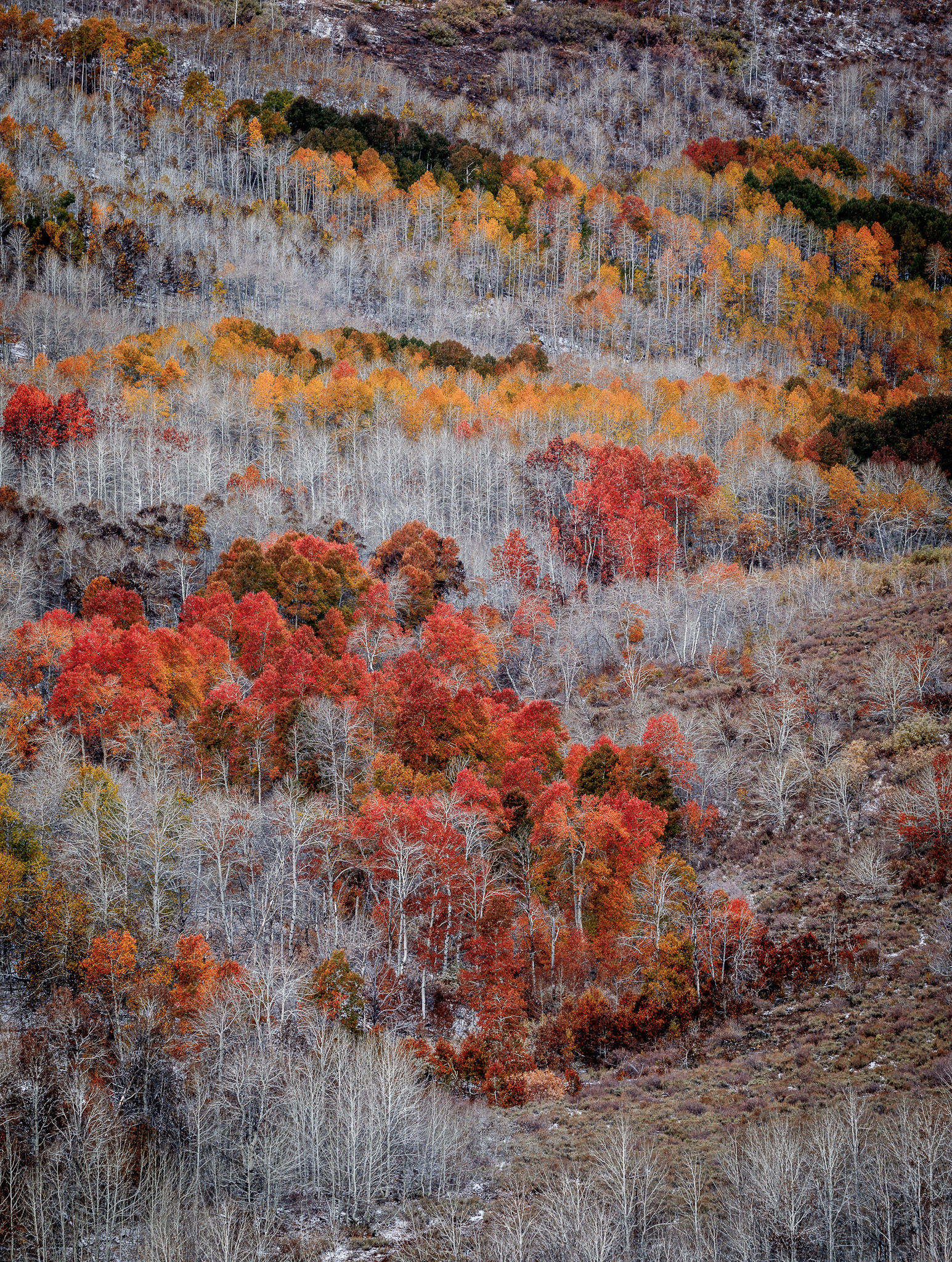 Steens Mountain's Fish Creek Autumn Color