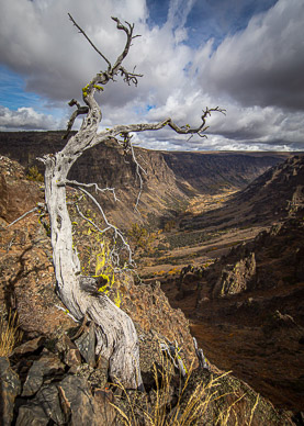 Steens Mountain's Little Blitzen Gorge