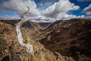 Steens Mountain's Little Blitzen Gorge