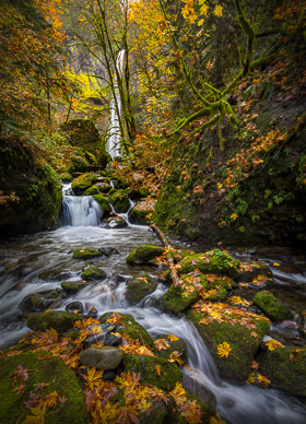 Below Elowah Fallls, Columbia Gorge