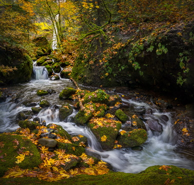 Below Elowah Fallls, Columbia Gorge