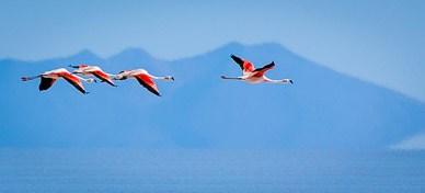Flamingos on Salar de Uyuni
