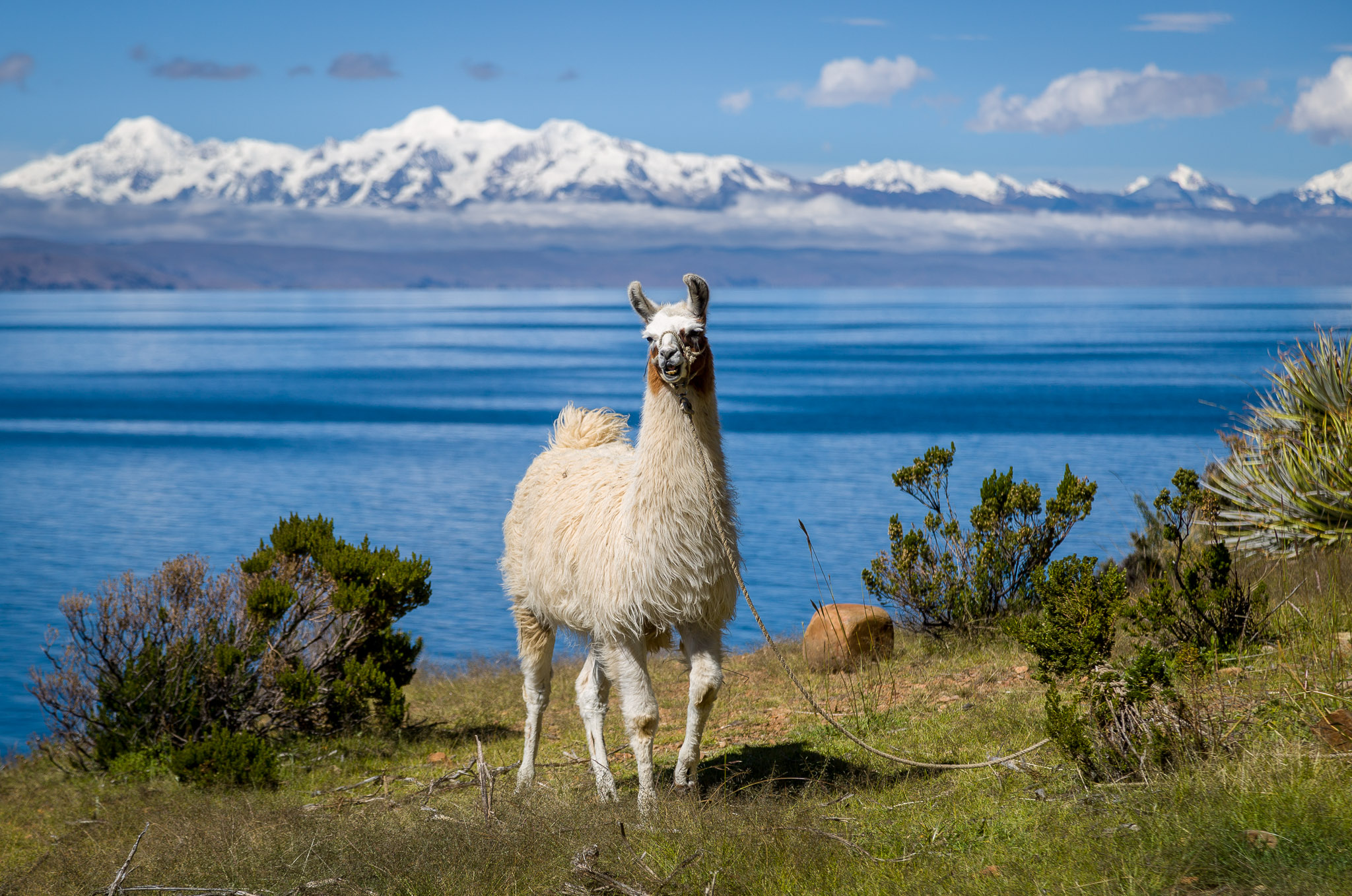 Llama on Isla de la Luna