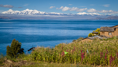 Quinoa and corn growing Isla de la Luna
