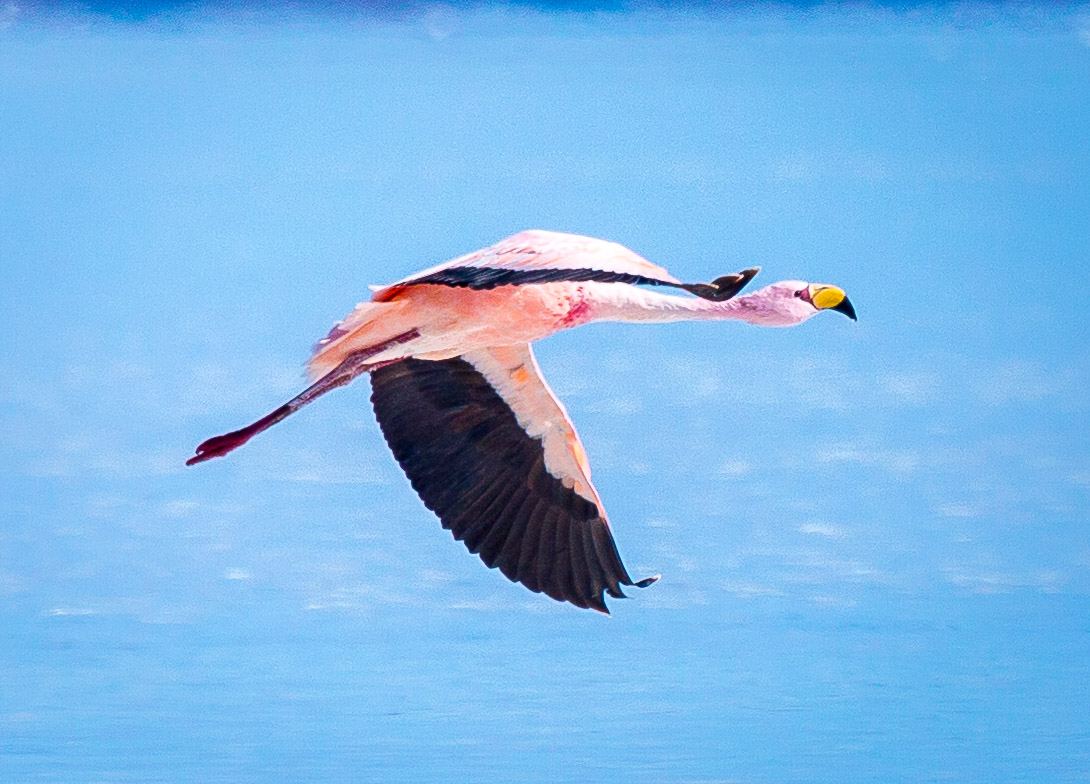 Flamingos on Salar de Uyuni