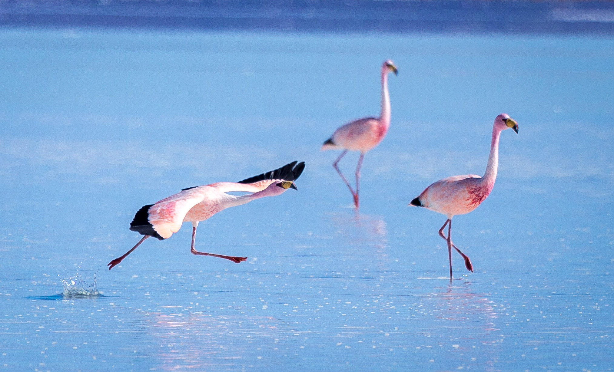 Flamingos on Salar de Uyuni