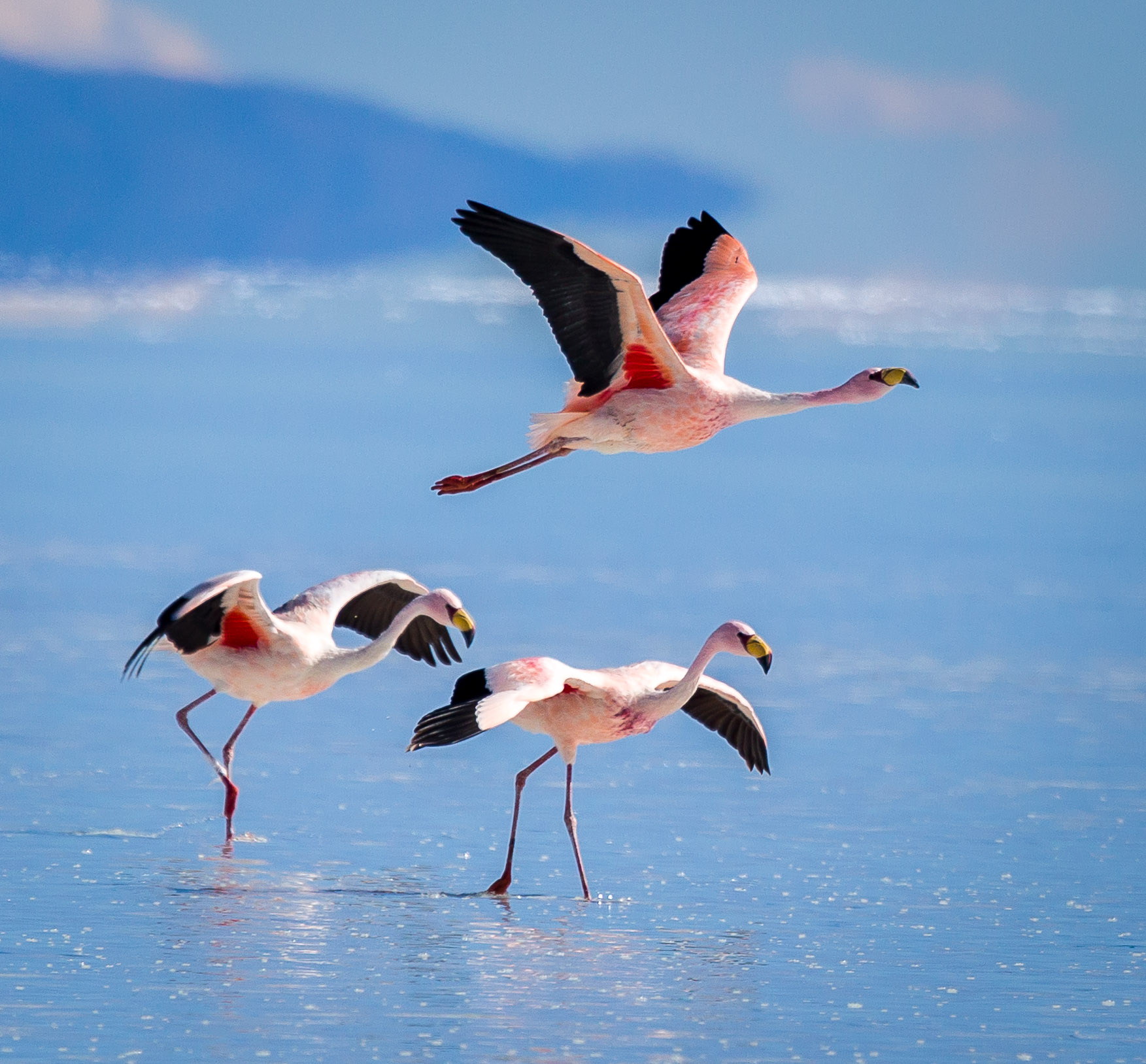 Flamingos on Salar de Uyuni