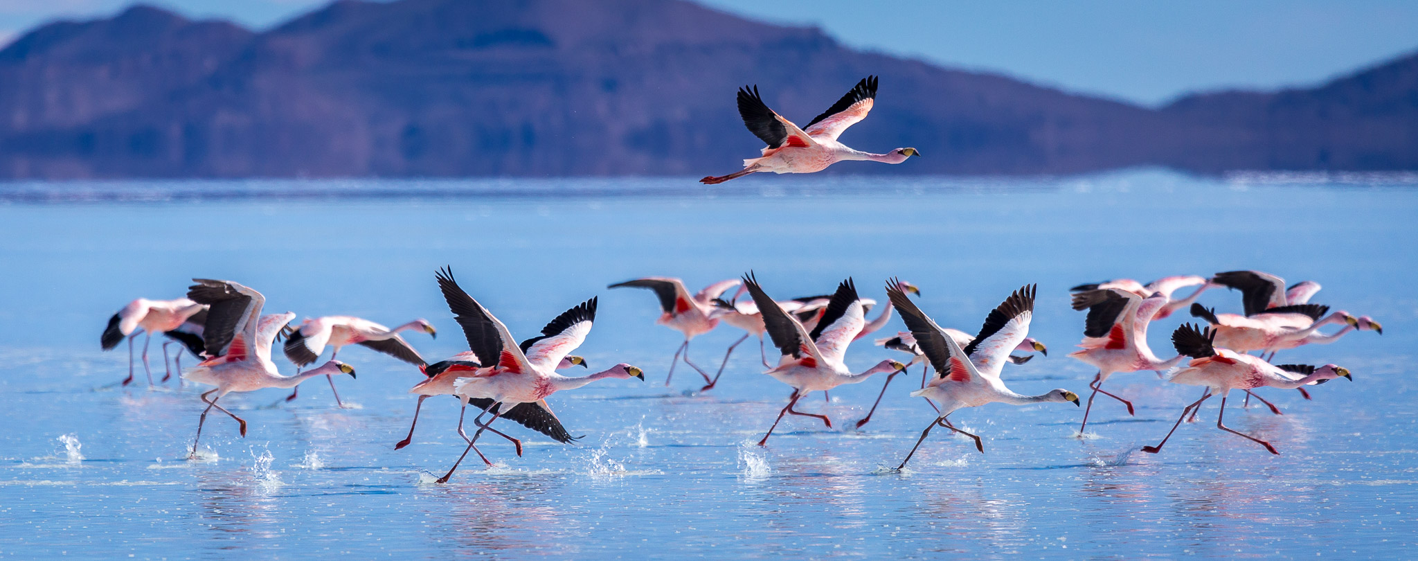 Flamingos on Salar de Uyuni
