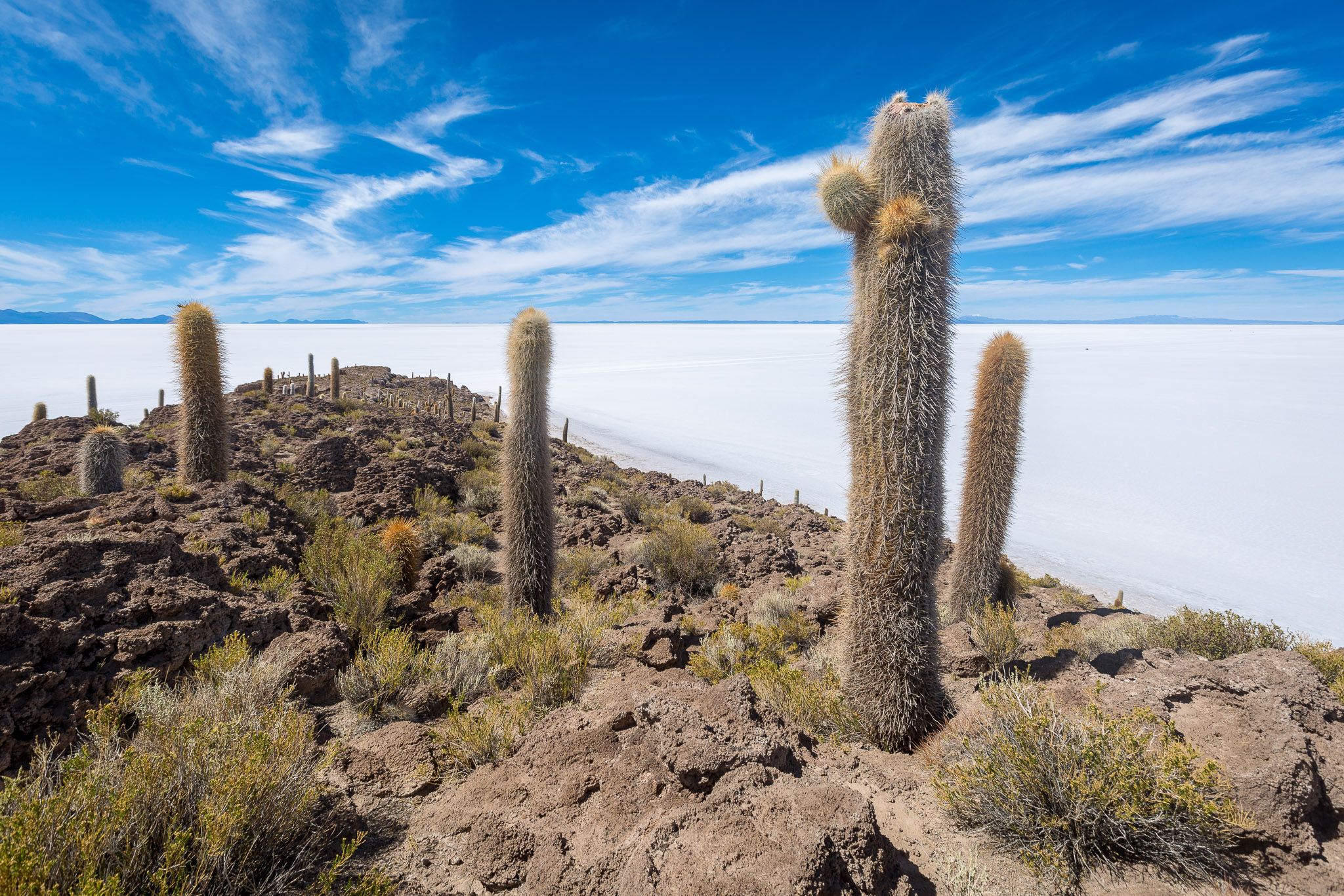 100+ year old cactus on Isla Incahuasi