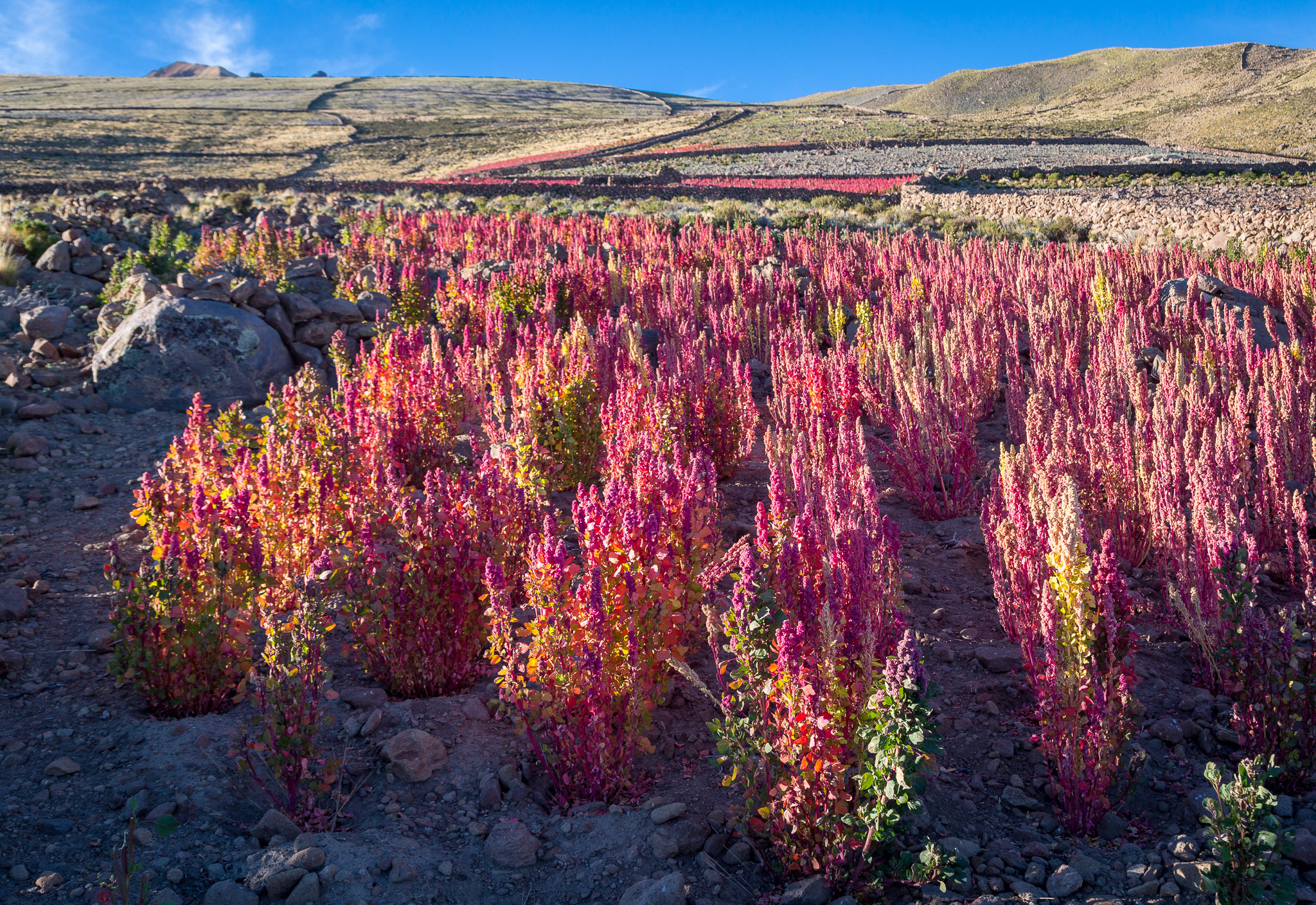 Quinoa Field