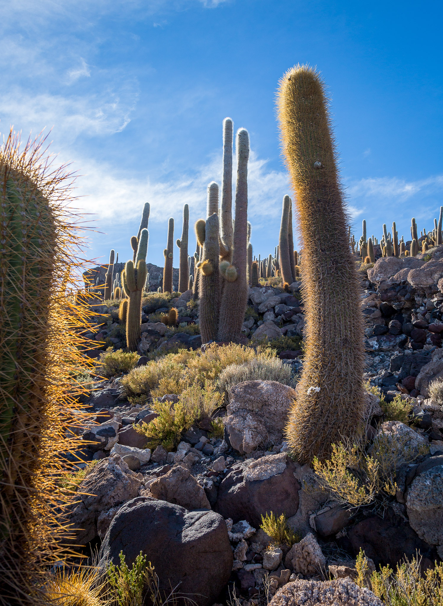 100+ year old cactus on Isla Incahuasi