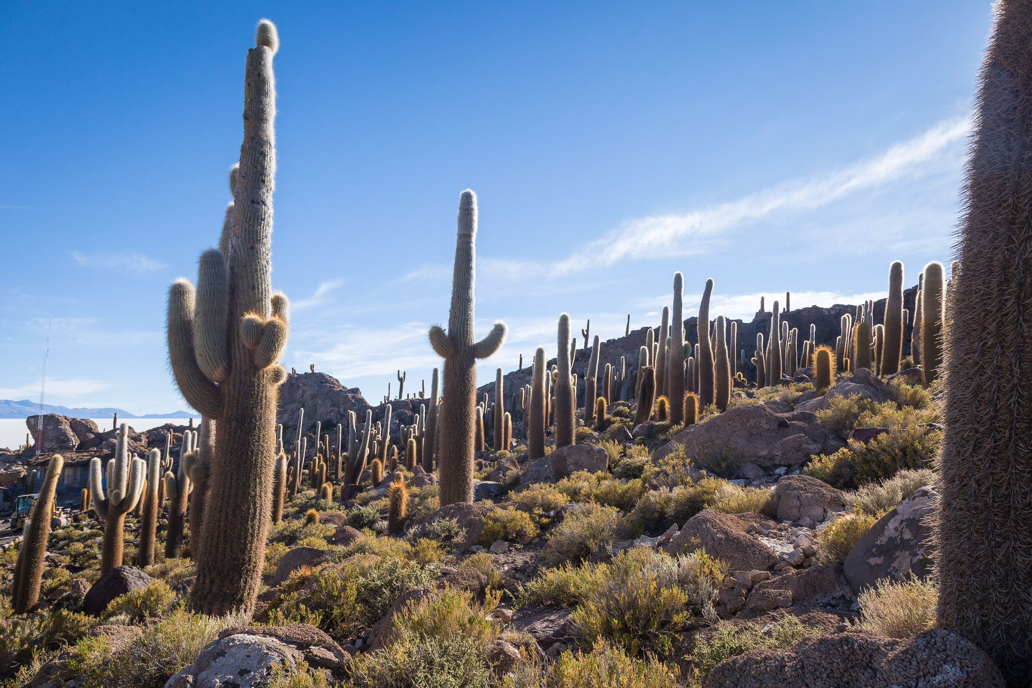 100+ year old cactus on Isla Incahuasi
