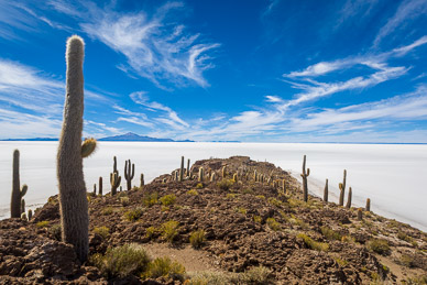 100+ year old cactus on Isla Incahuasi