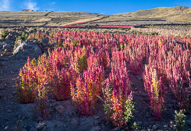 Quinoa Field