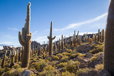 100+ year old cactus on Isla Incahuasi