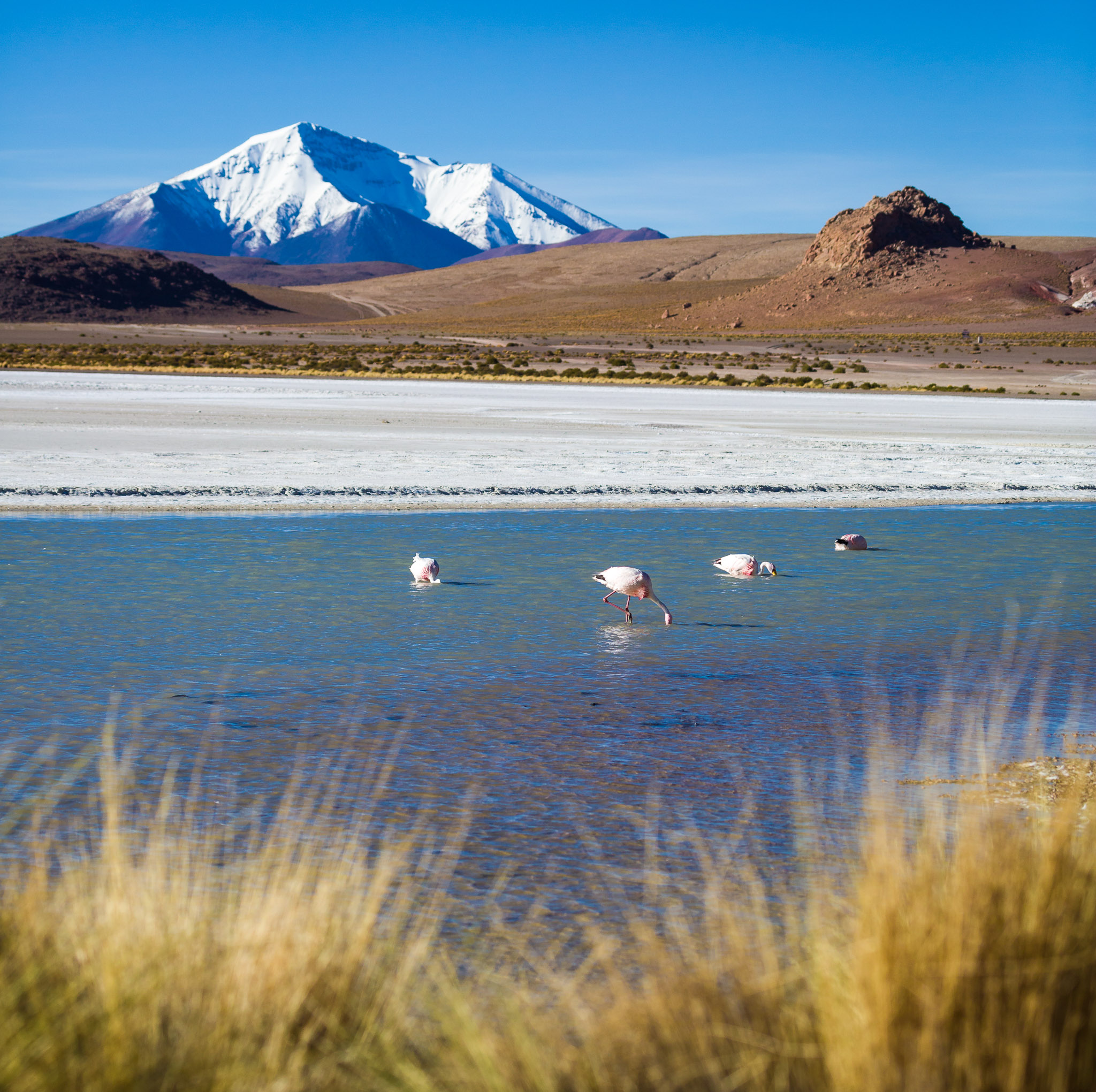 Cerro Tomassamil from Laguna Hedionda