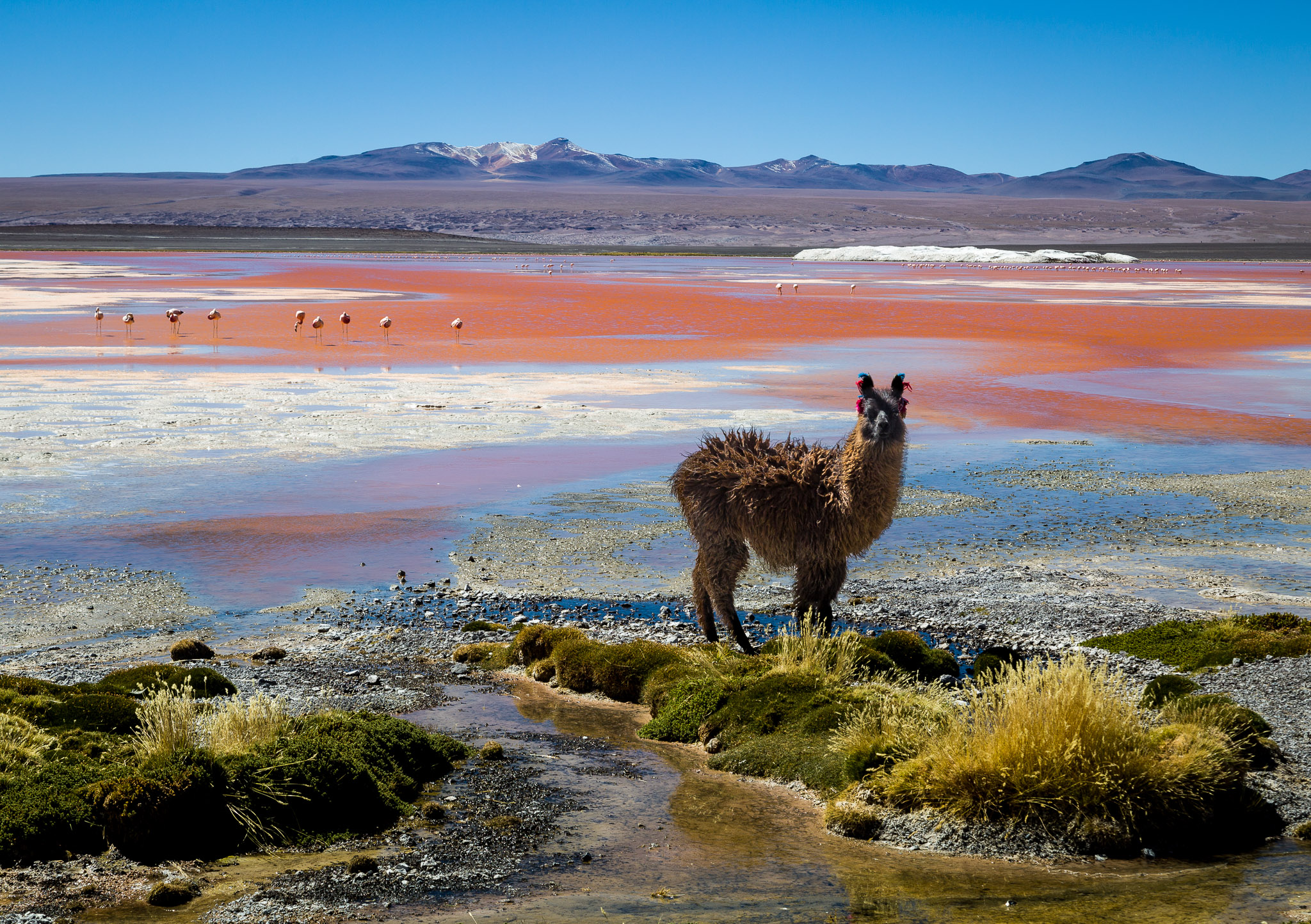 Laguna Colorada