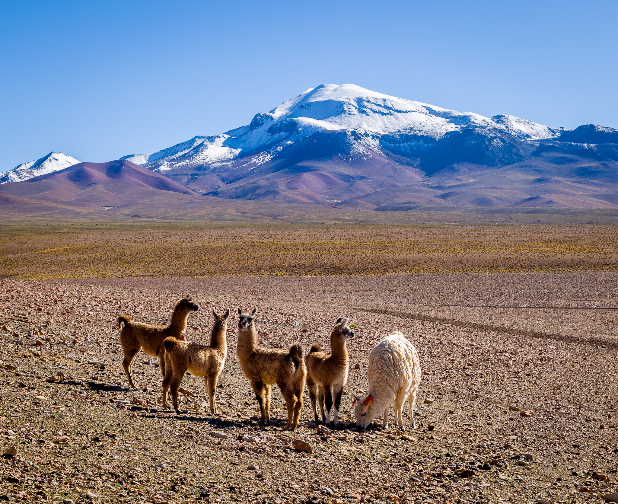 Llamas on the Altiplano
