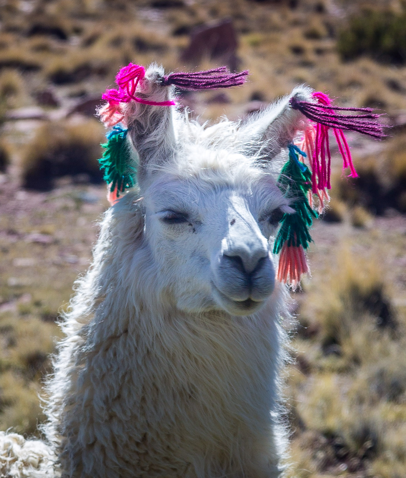 Llama earrings
