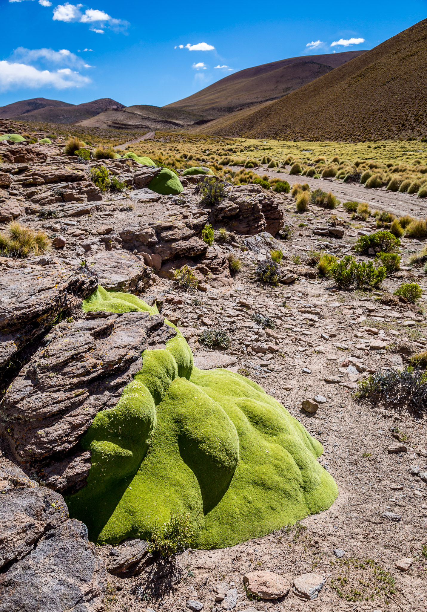 Llareta plant along side the "highway"