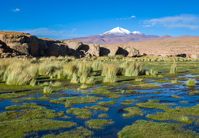 Wetlands near Quetena