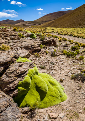 Llareta plant along side the "highway"