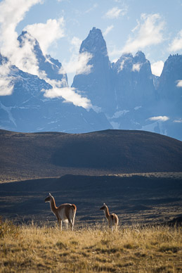 Vicuña & Torres del Paine