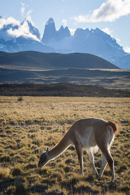 Vicuña & Torres del Paine