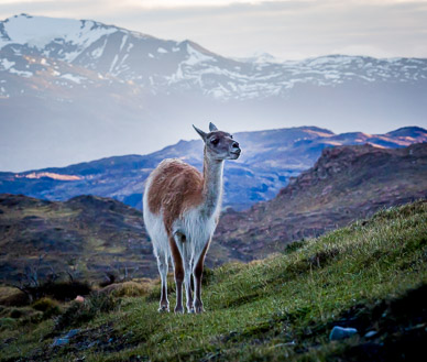 Vicuña & Torres del Paine