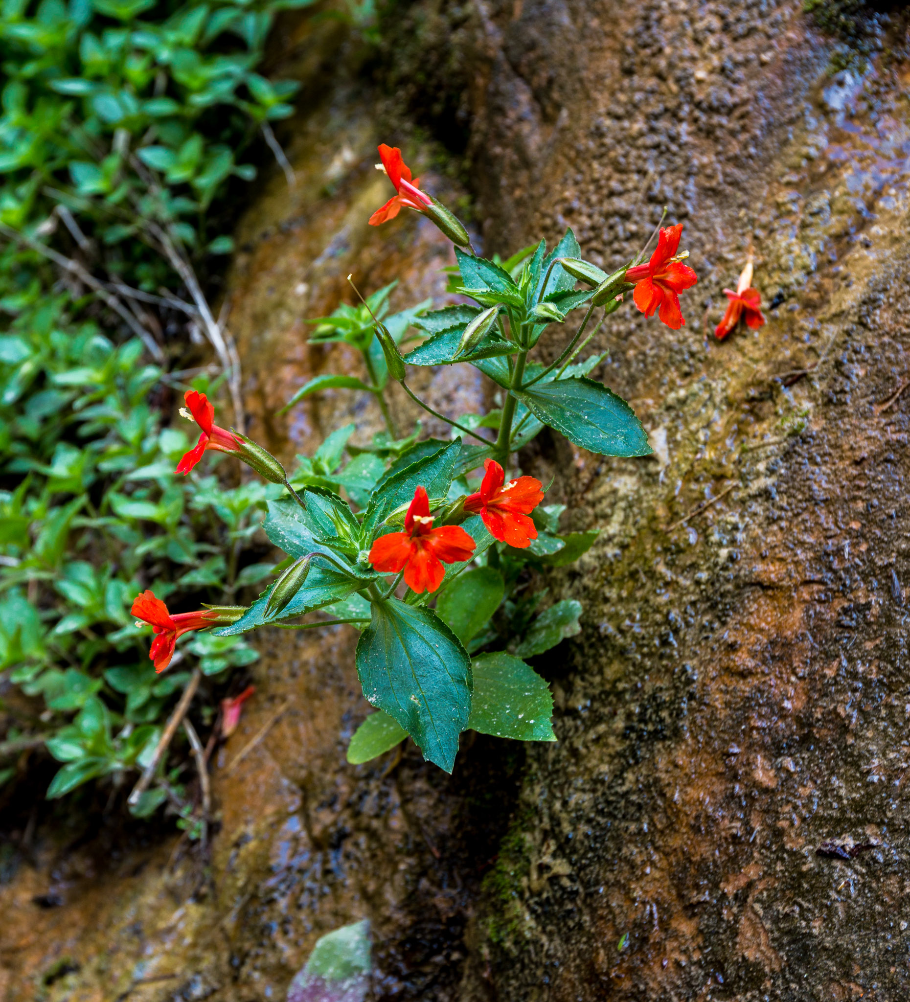 Wildflower in The Narrows