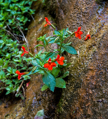 Wildflower in The Narrows