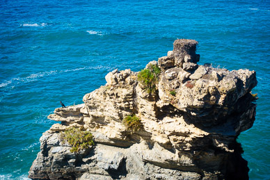Stock nest, Rota Vicentina