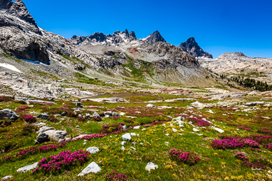 Heather above Minarets tarn