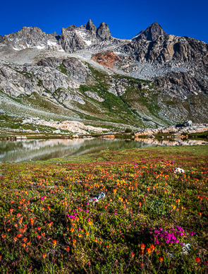Heather & paintbrush above Minarets tarn