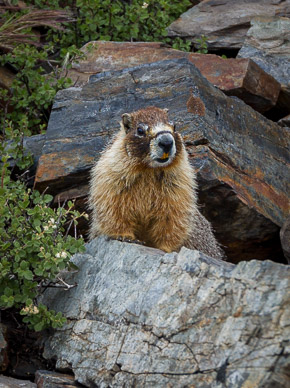Yellow-Bellied Marmot at Thousand Island Lake