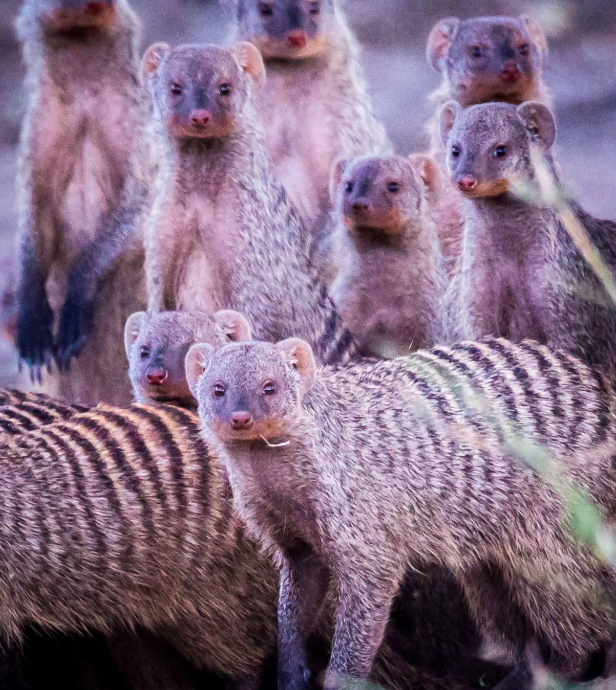 Banded Mongoose