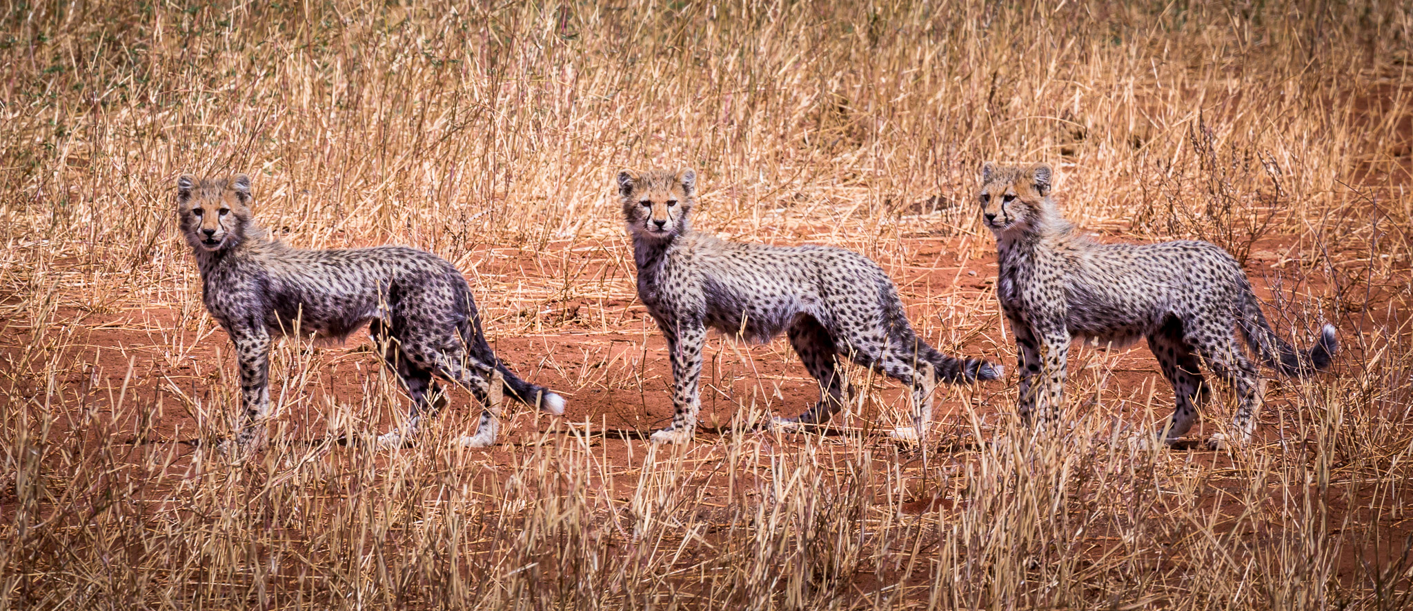 Cheetah cubs