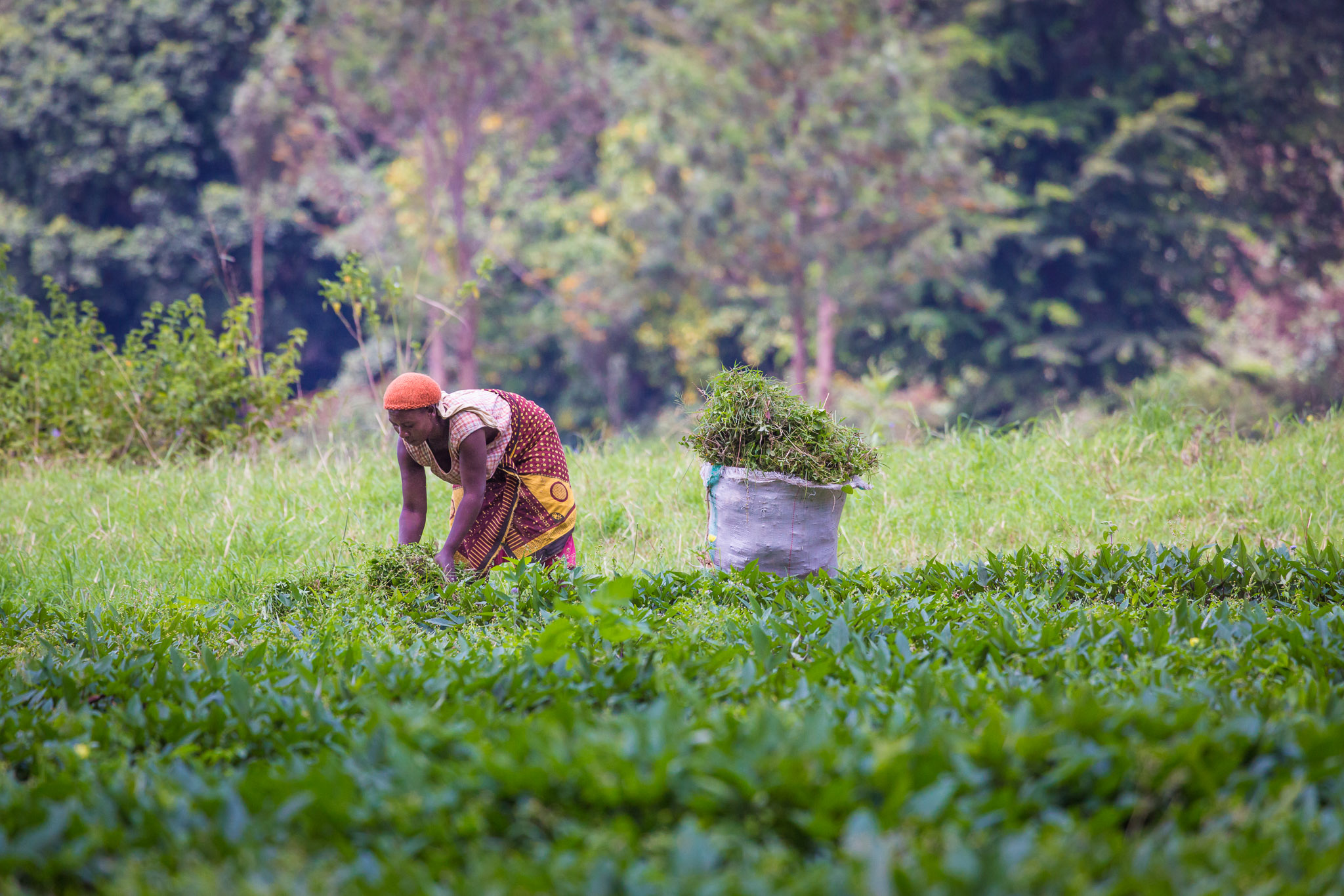 Harvesting in the Meru Rain Forest Preserve