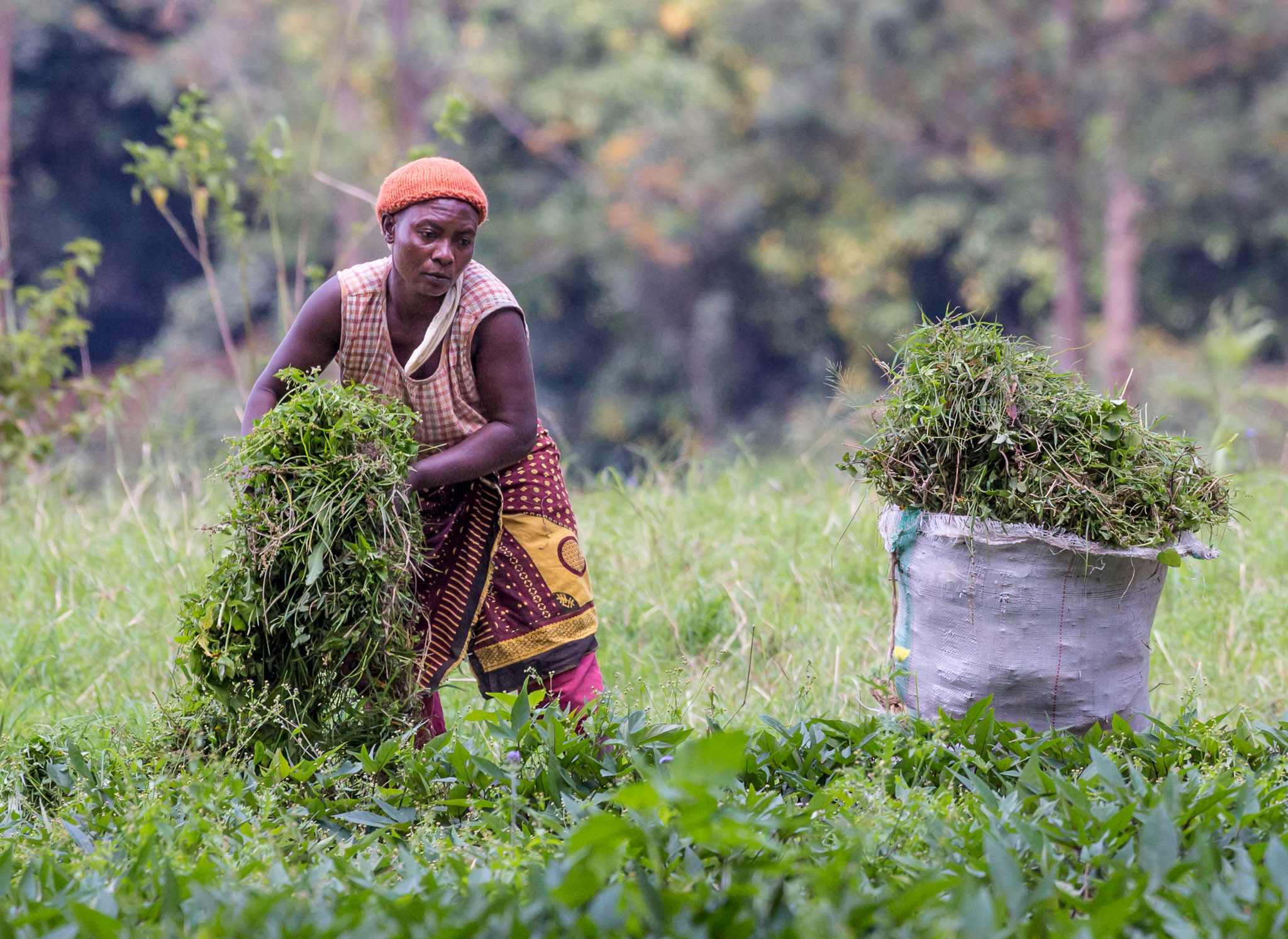 Harvesting in the Meru Rain Forest Preserve