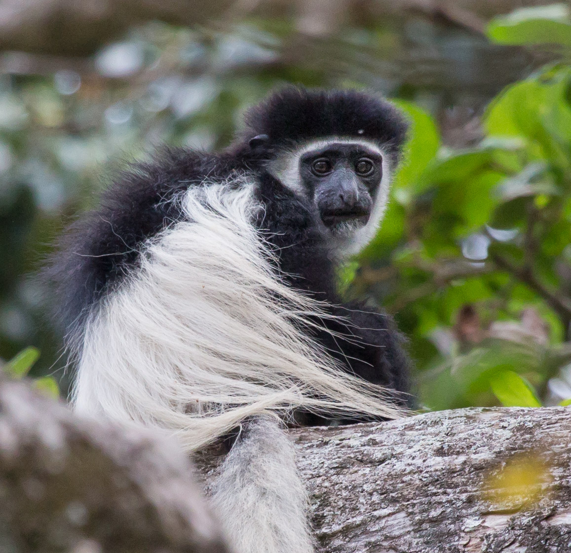 Black and White Colobus Monkey