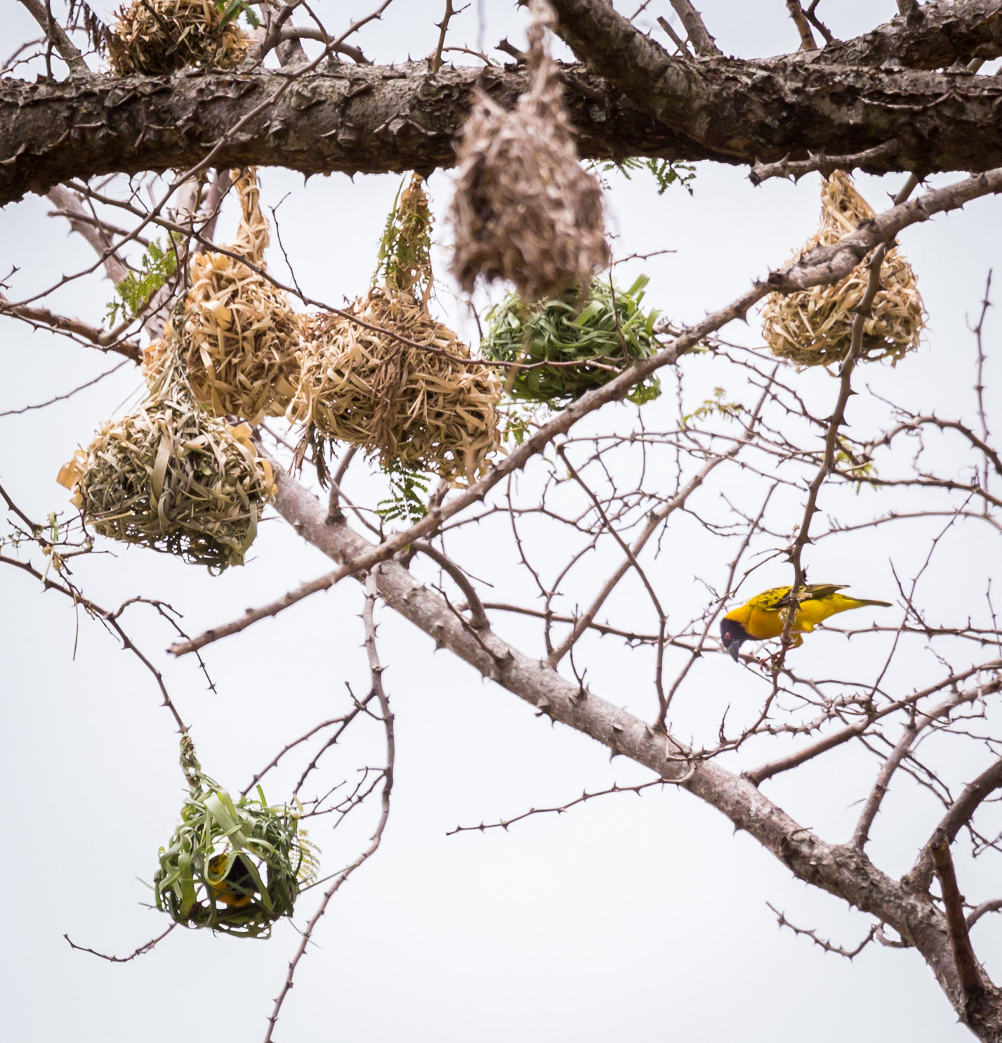 Village Weaver's work