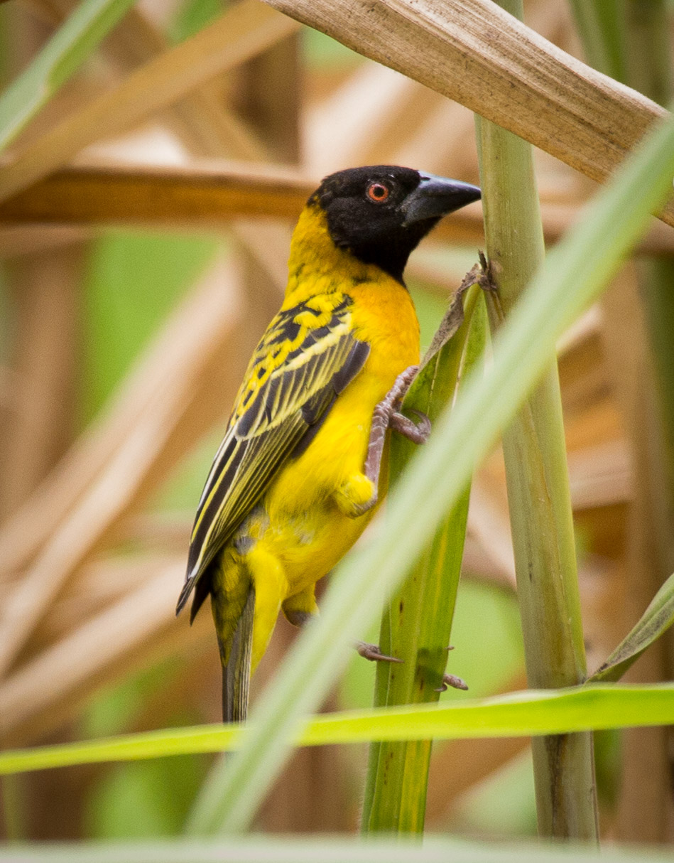 Village Weaver (one of many Weaver species in Tanzania)